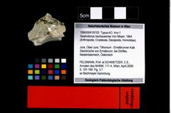 Foto (Objekt + Etikett) von Gastrodorus neuhausense (Von Meyer, 1864)  (NHMW-GEO-1990-0041-0103)